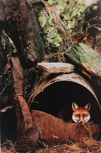 Image description is not available for 2013.037